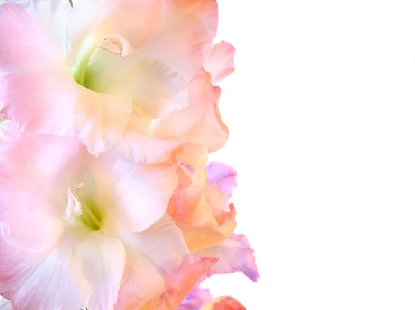 Schöne Gladiolen auf Weiß — Stockfoto