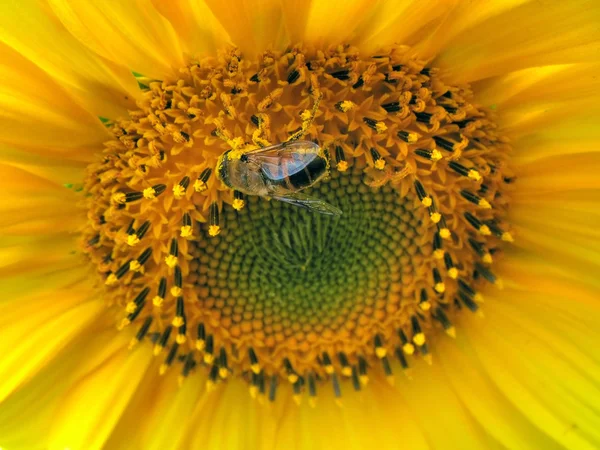 stock image Bee in sunflower