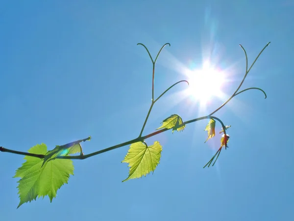 Grapevine dosáhne slunce — Stock fotografie