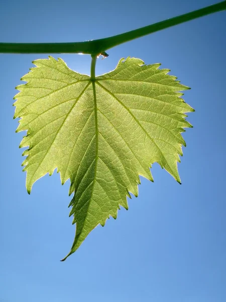 Виноградный лист на фоне неба — стоковое фото