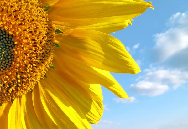 Sunflower against sky — Stock Photo, Image