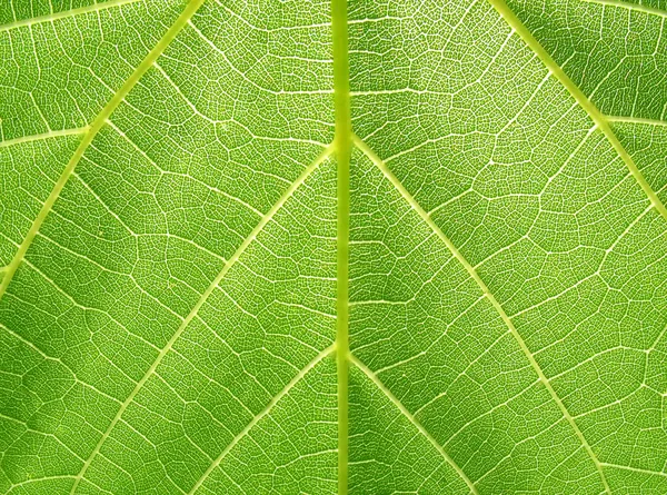 Structure of grape leaf — Stock Photo, Image