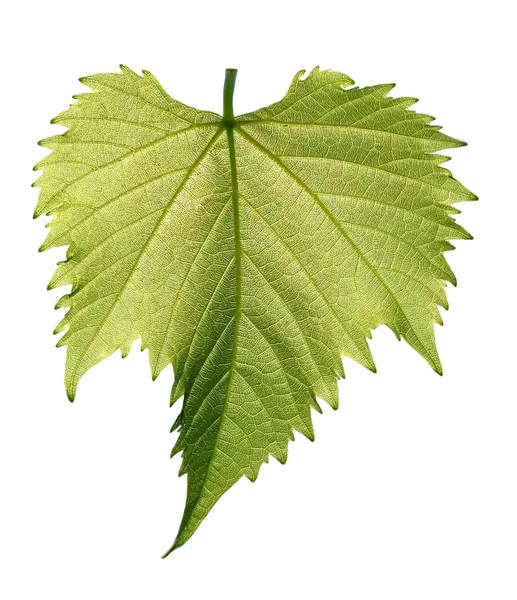 하얀 배경에 있는 포도 잎 — 스톡 사진