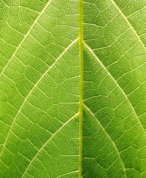 포도 잎 (수직의 구조) — 스톡 사진