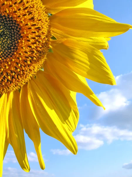 Sunflower against sky (vertical) — Stock Photo, Image