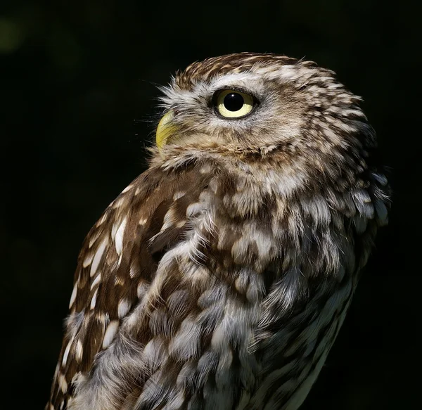 Portrait of a owl — Stock Photo, Image