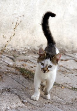 sokakta küçük kedi yavrusu