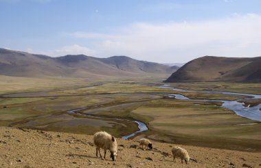 Green valley at karakorum mongolia clipart