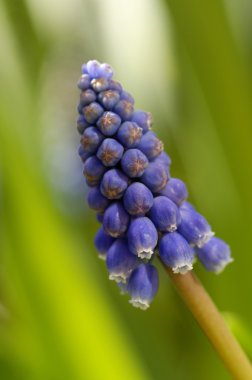 muscari makro detay