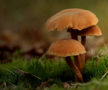 Toadstool , mushroom clipart