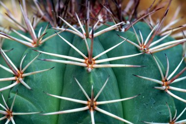 Close-up of a cactus clipart