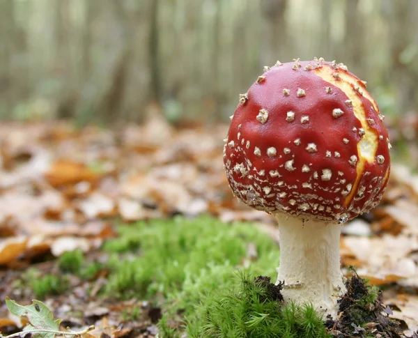 Red stipe toadstool — Stock Photo, Image