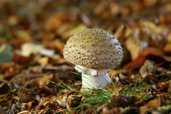 Toadstool , mushroom — Stock Photo, Image