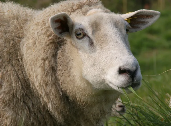 Sheep eating grass — Stock Photo, Image