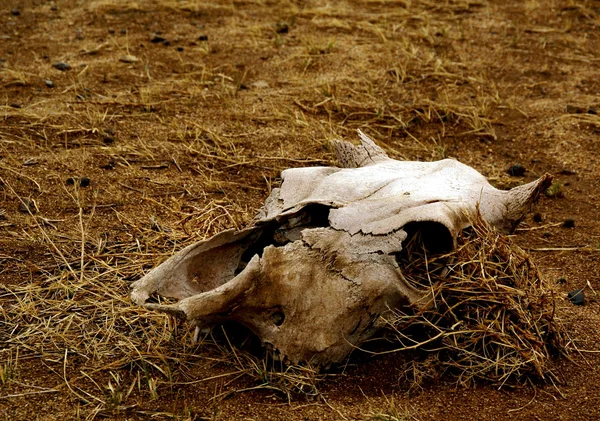 stock image Skull