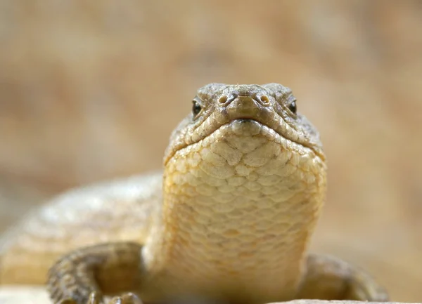 Fechar de um lagarto — Fotografia de Stock