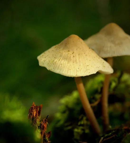 Toadstool , mushroom — Stock Photo, Image
