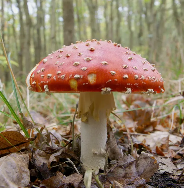 stock image Red stipe toadstool