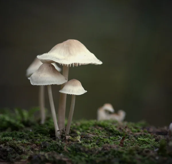 毒菌蘑菇 — 图库照片