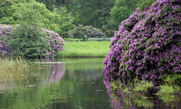 Landscape with purple flowers by the lak — Stock Photo, Image
