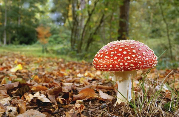 Red stipe toadstool — Stock Photo, Image