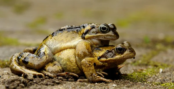 짝짓기 하는 개구리 — 스톡 사진