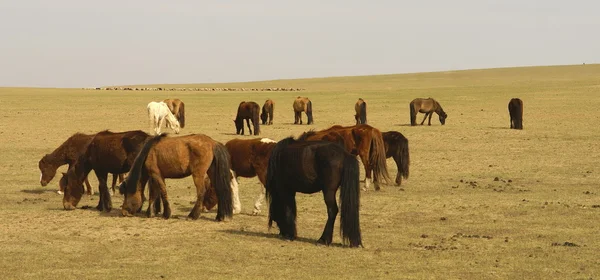 Divoké koně v Mongolsku — Stock fotografie