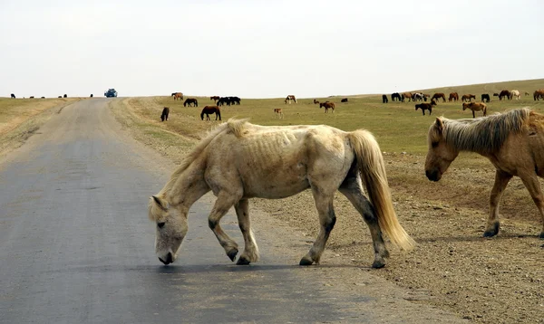 Vilda hästar i mongolia — Stockfoto