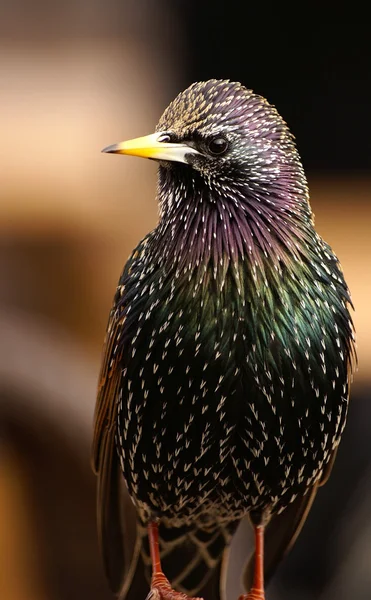 stock image Colorful starling