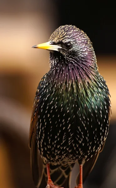 Stock image Colorful starling