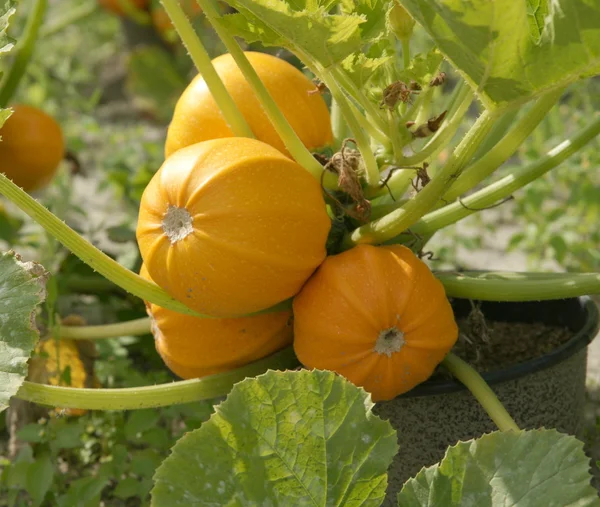 stock image Colorful pumpkins