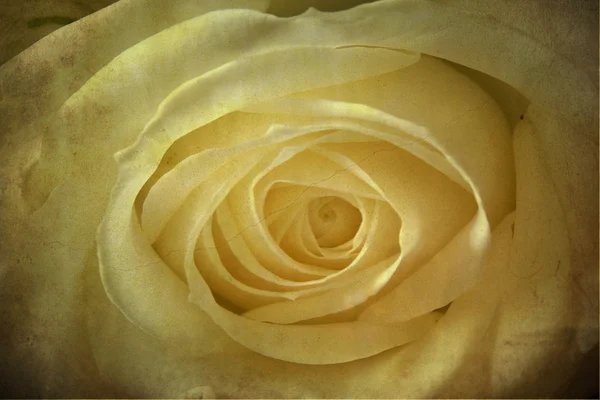 Grunge afbeelding van een witte roos — Stockfoto