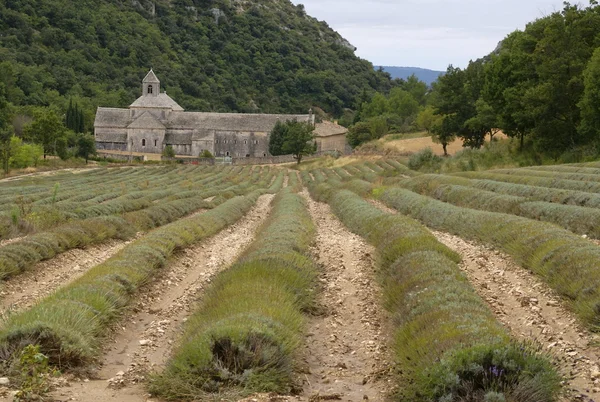 Stock image Abby of senanque at the provence