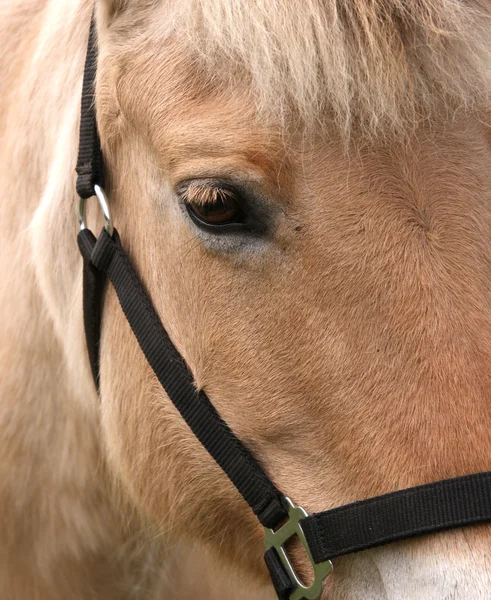 Huvud profil av en häst — Stockfoto