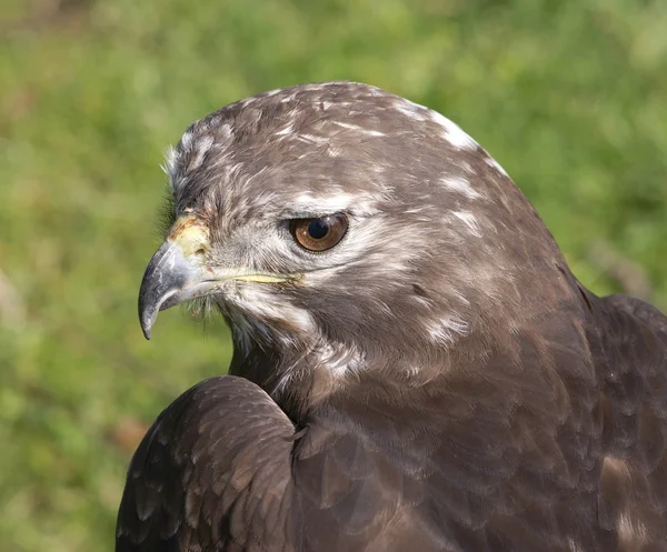 stock image American buzzard