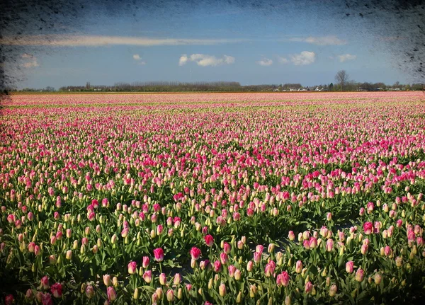 Grunge immagine di un campo con tulipani — Foto Stock