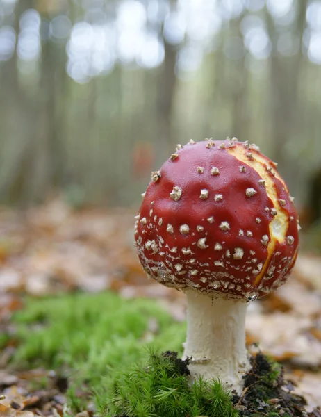 Красный гриб-поганка — стоковое фото