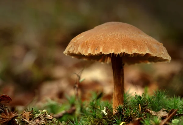 Mushroom / toadstool — Stock Photo, Image