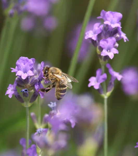 Honeybee collecting nectar — Stock Photo, Image