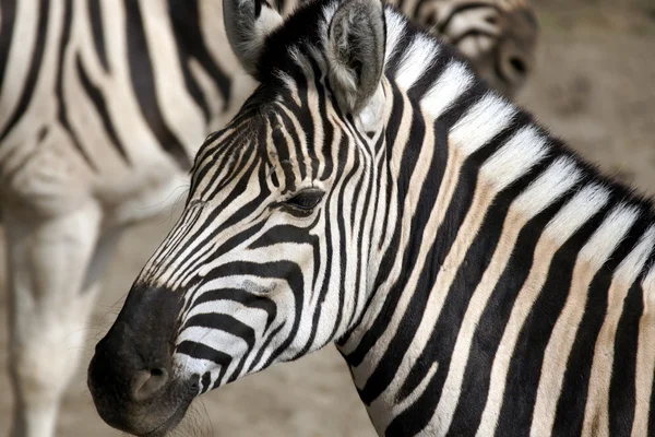 Retrato de uma zebra — Fotografia de Stock