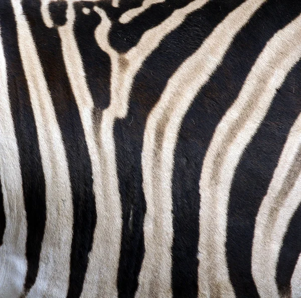 Zebra ränder konsistens — Stockfoto