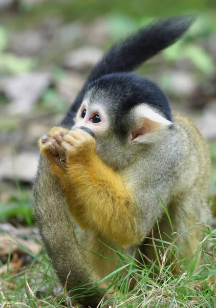 stock image Monkey