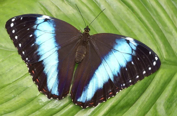 Schöner Schmetterling auf einem Blatt — Stockfoto