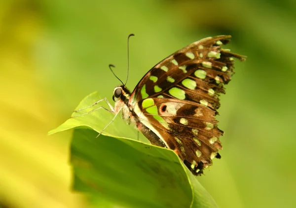 Hermosa mariposa en una hoja — Foto de Stock