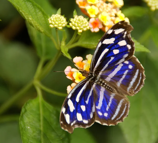Kék csíkos pillangó a virág — Stock Fotó
