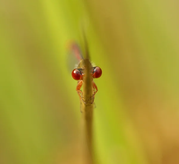 Rode eyed dragonfly — Stockfoto