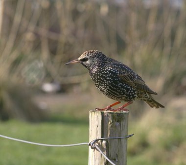 Image of a starling clipart