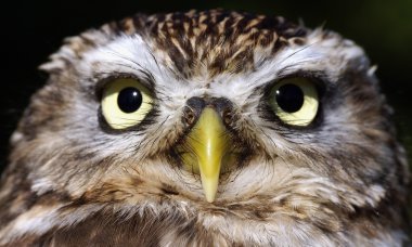 Close portrait of a owl clipart