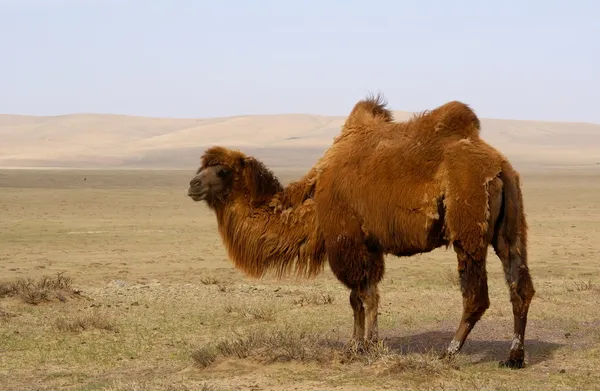 stock image Camel in the dessert