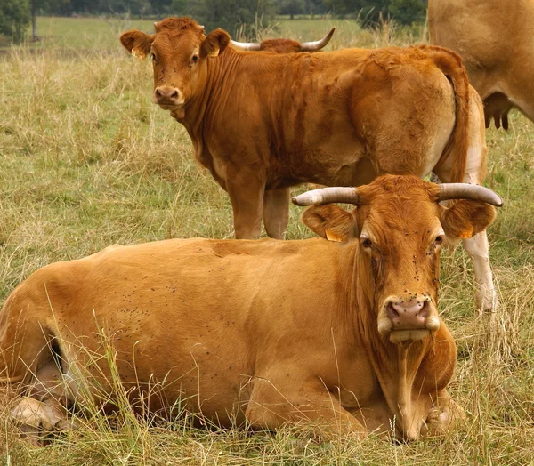 Скот на траве — стоковое фото